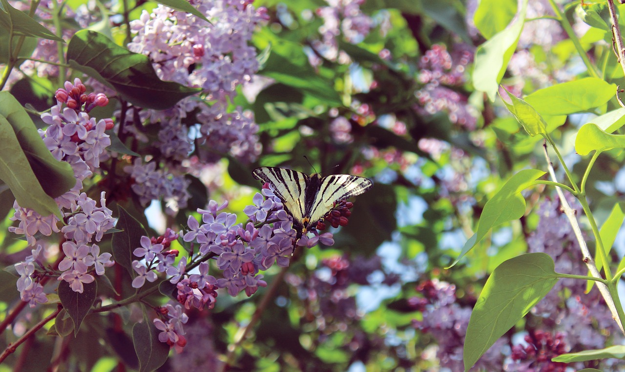 Image - spring lilac butterfly bloom