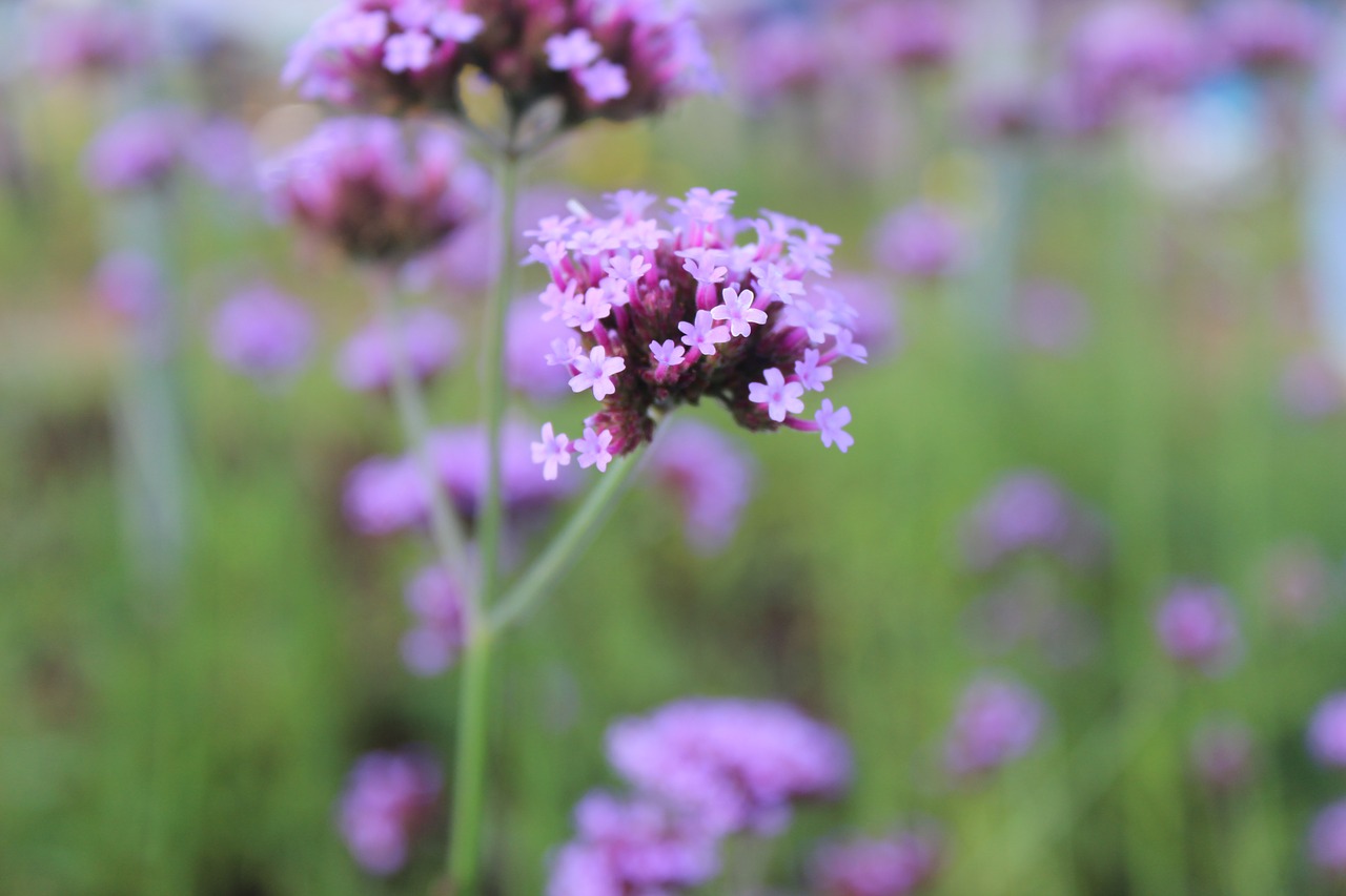 Image - purple flowers flowers flower plant
