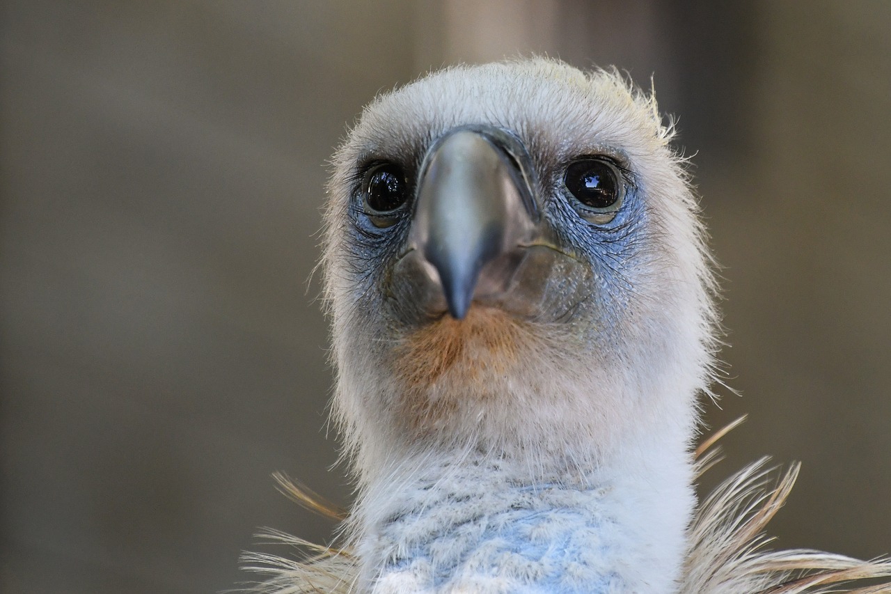 Image - vulture raptor scavenger bird head