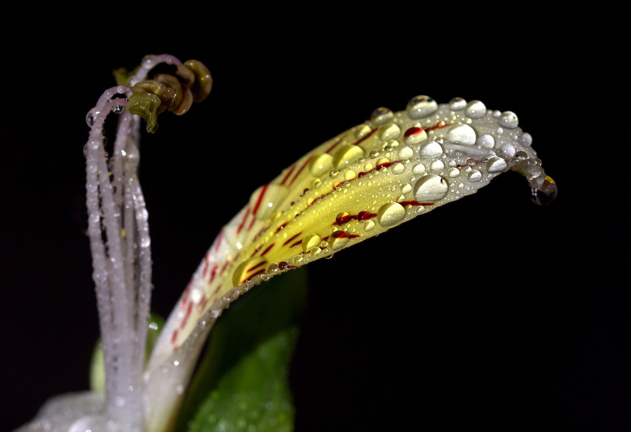 Image - petals wet yellow plant drops