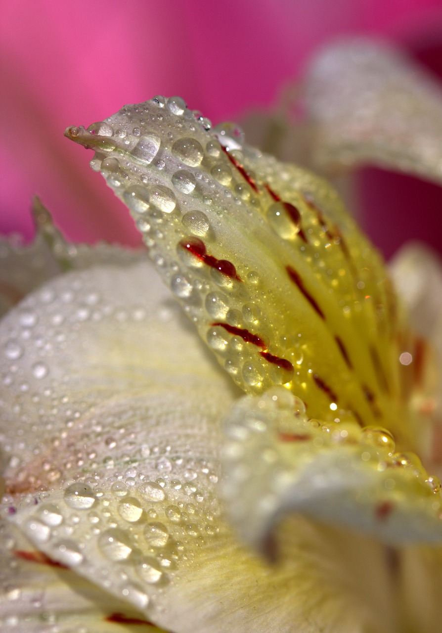 Image - petals wet yellow plant drops