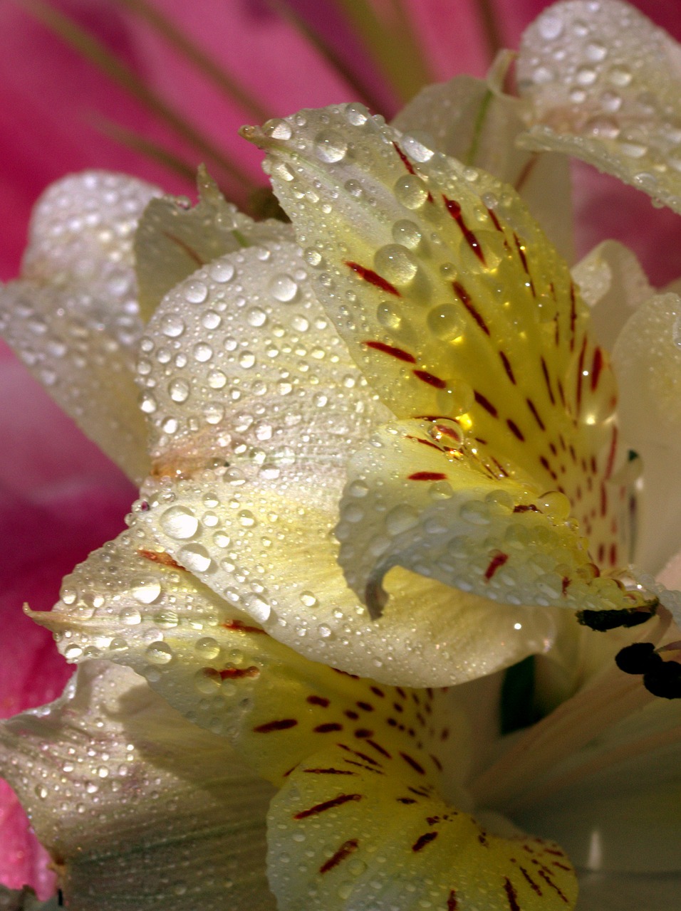 Image - petals wet yellow plant drops