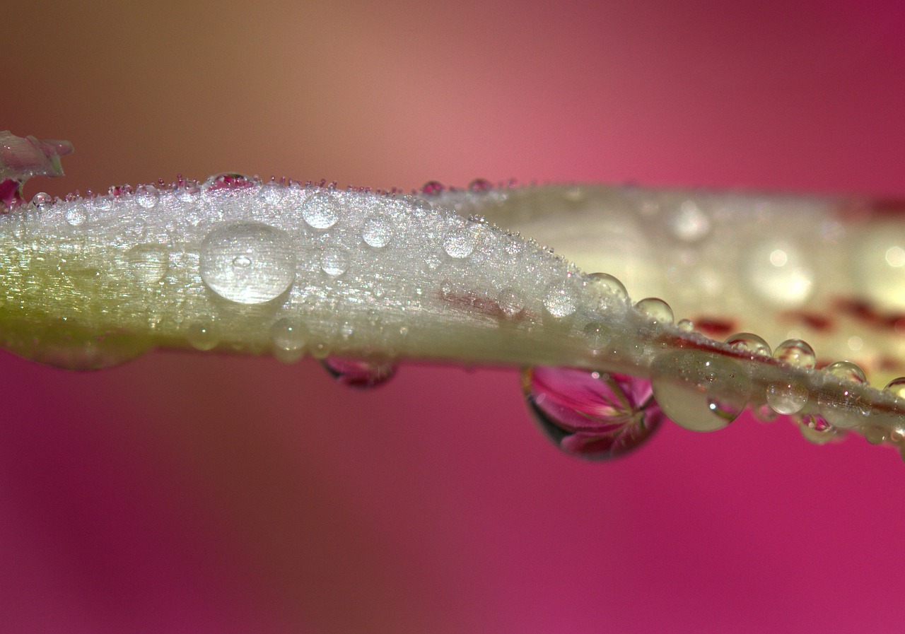 Image - petals wet yellow plant drops