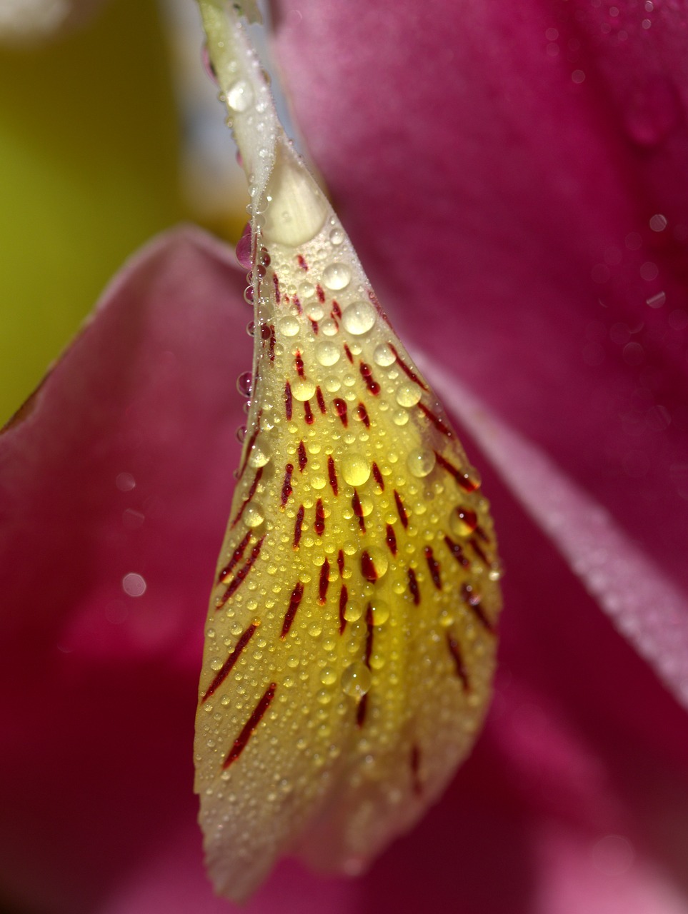 Image - petals wet yellow plant drops