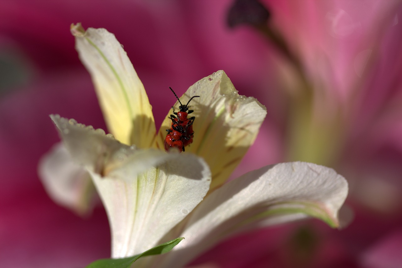 Image - insects red mating petals nature