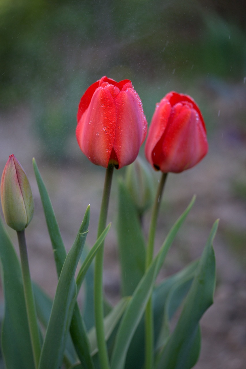 Image - tulips red rain supplies flowers