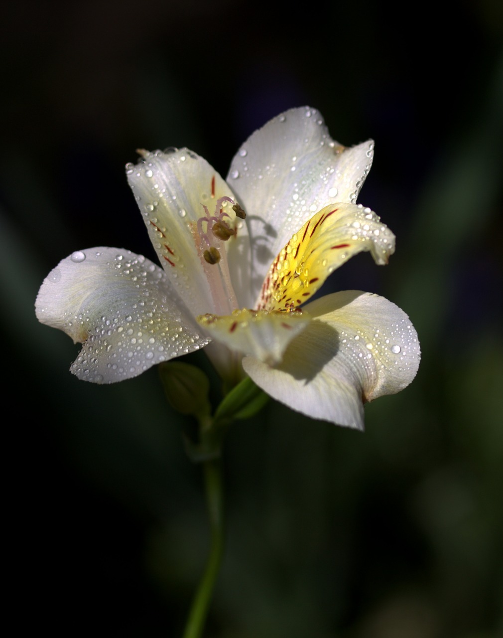 Image - lily flower wild white