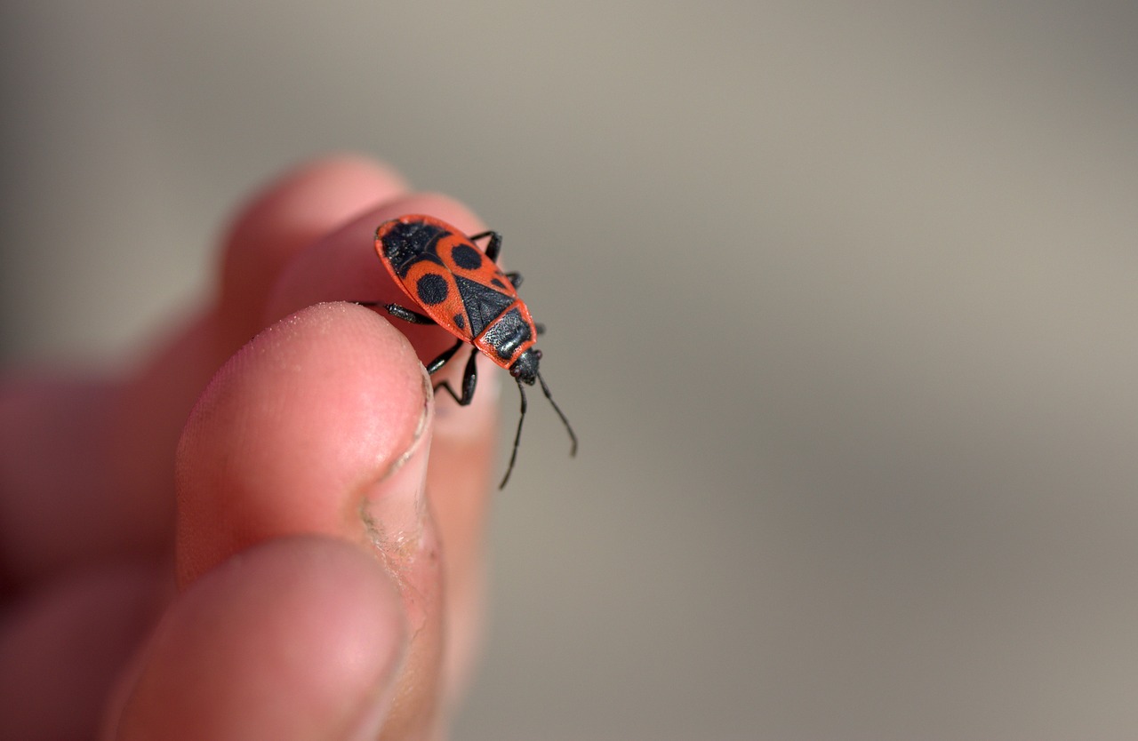 Image - insecta hand fingers play