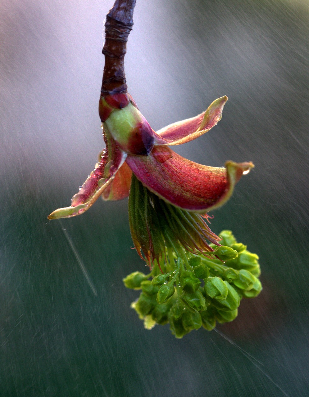 Image - flower green rain wet tree