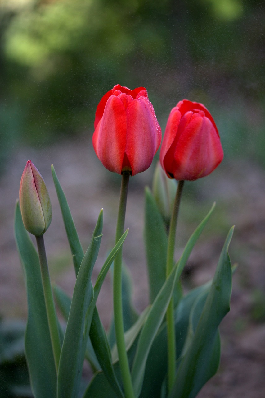 Image - tulips red rain supplies flowers