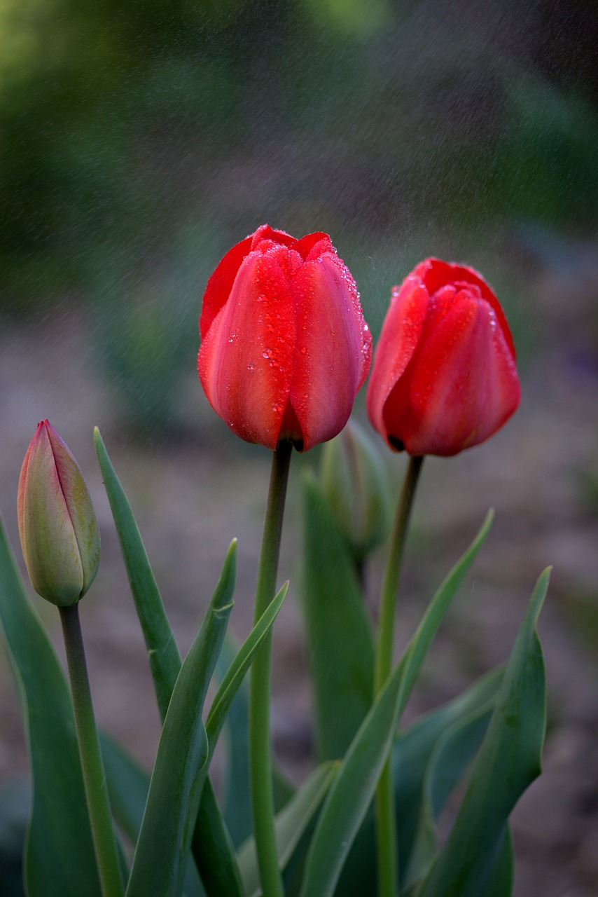 Image - tulips red rain supplies flowers