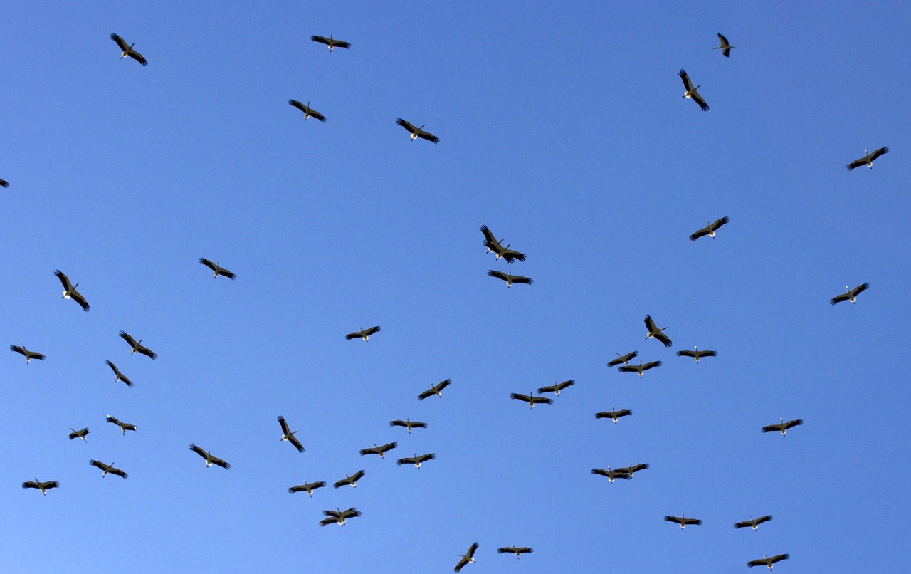 Image - stork stol birds sky
