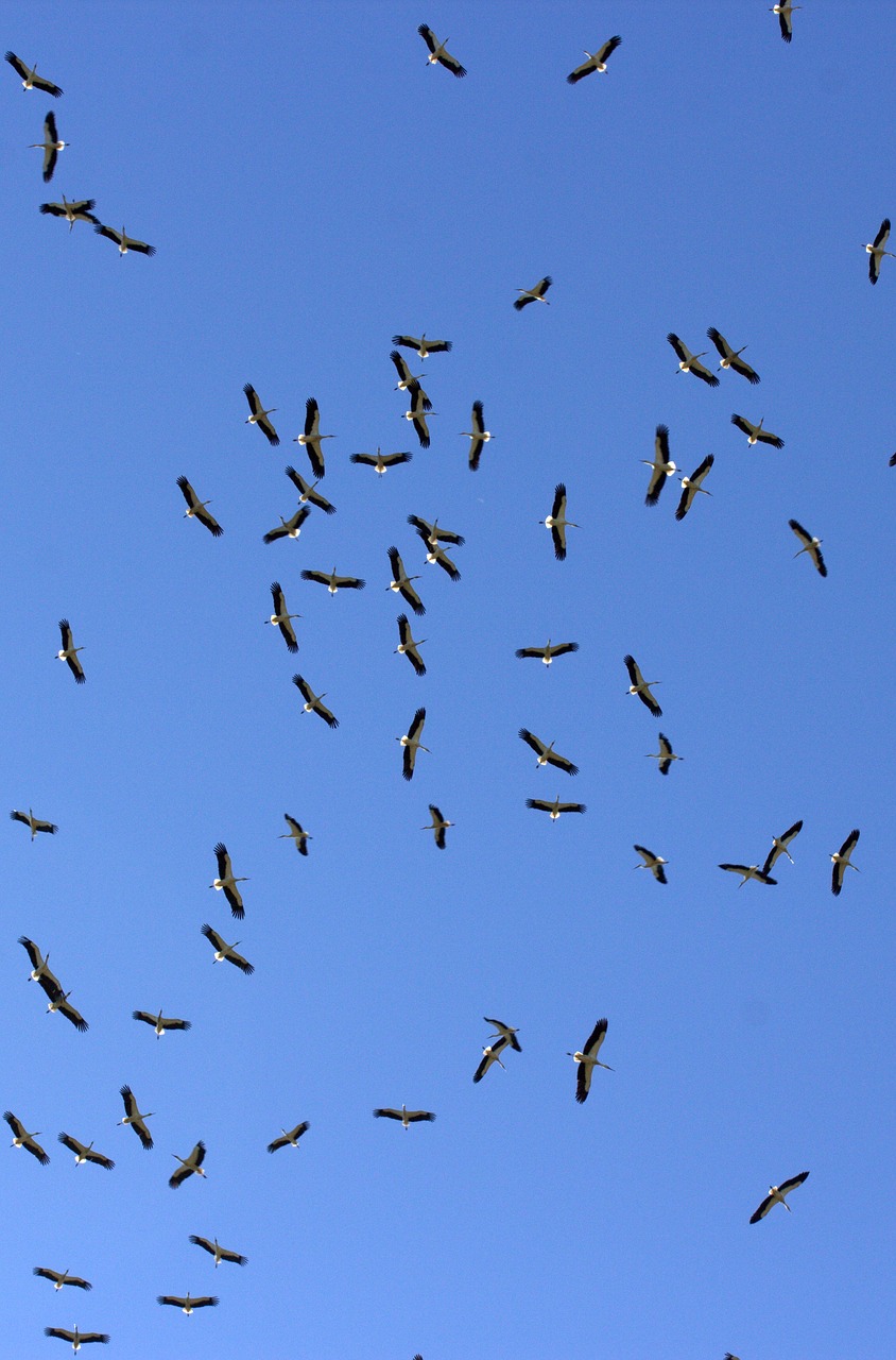 Image - stork stol birds sky