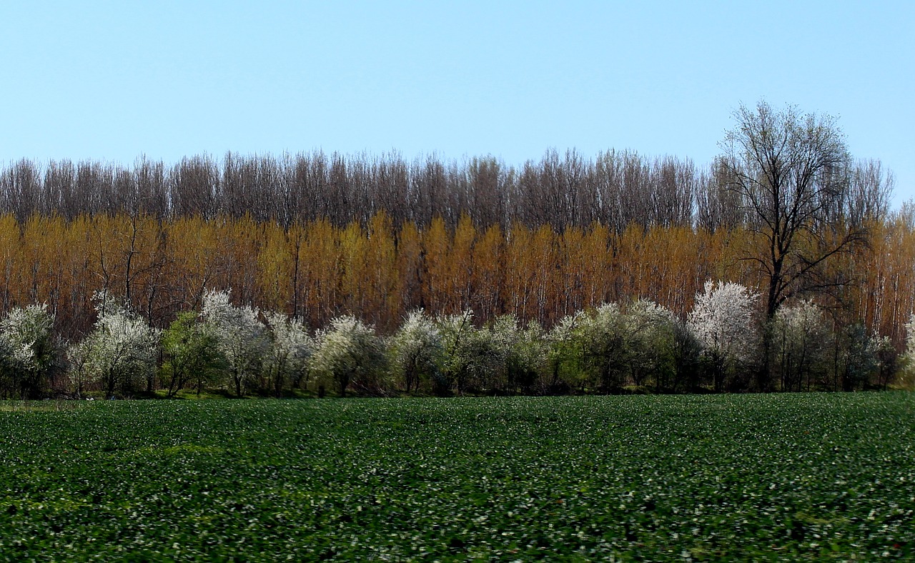 Image - landscape spring trees flourished