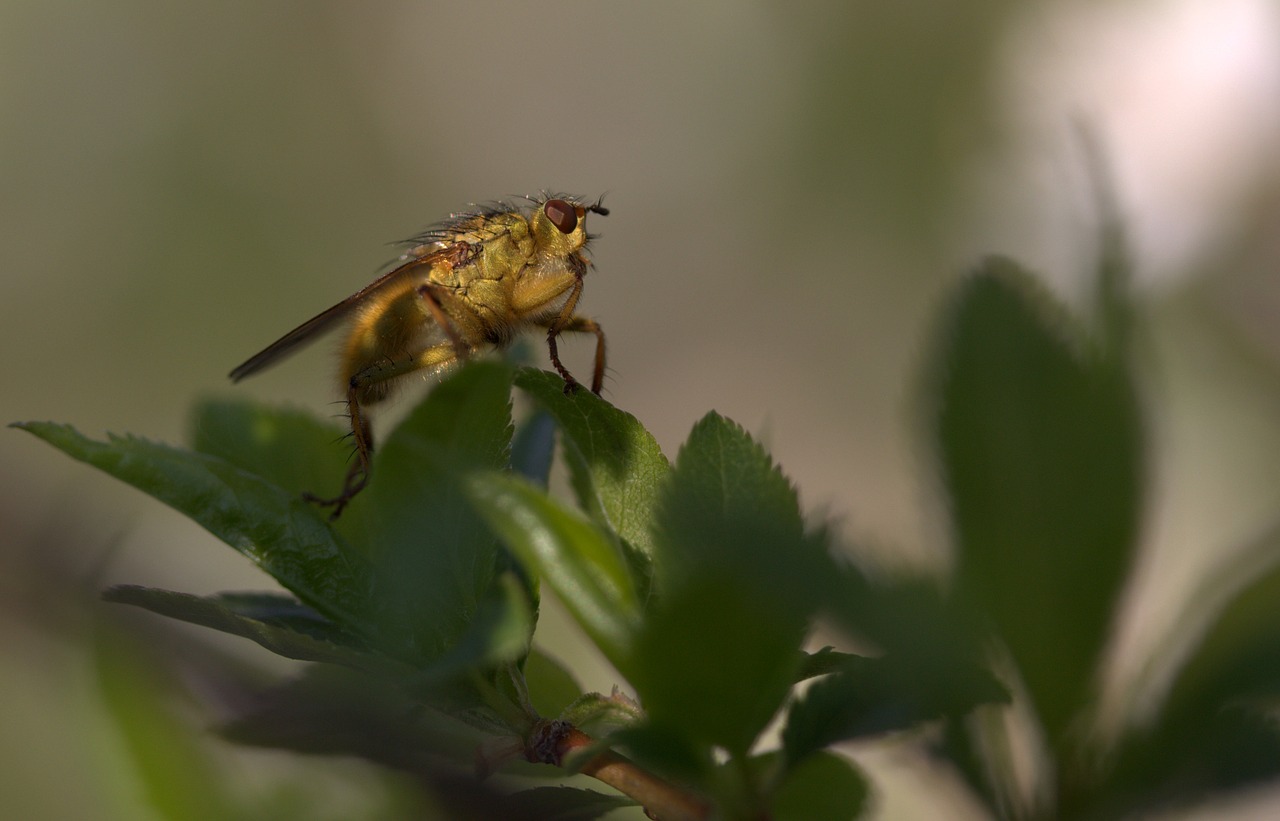 Image - insecta wet residence leaf rest