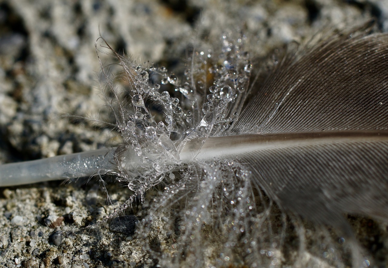 Image - feather duck feather plumage down