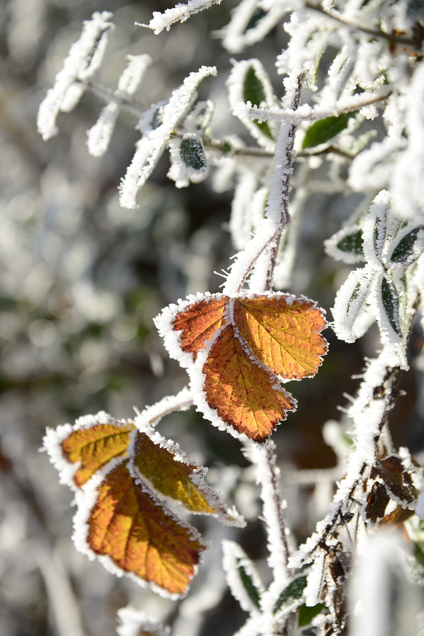 Image - hoarfrost cold winter frozen frost