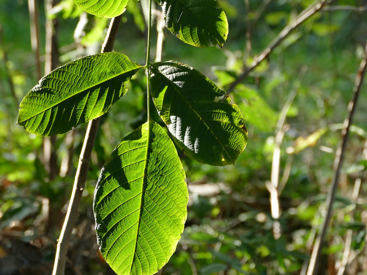 Image - walnut foliage forest nature tree