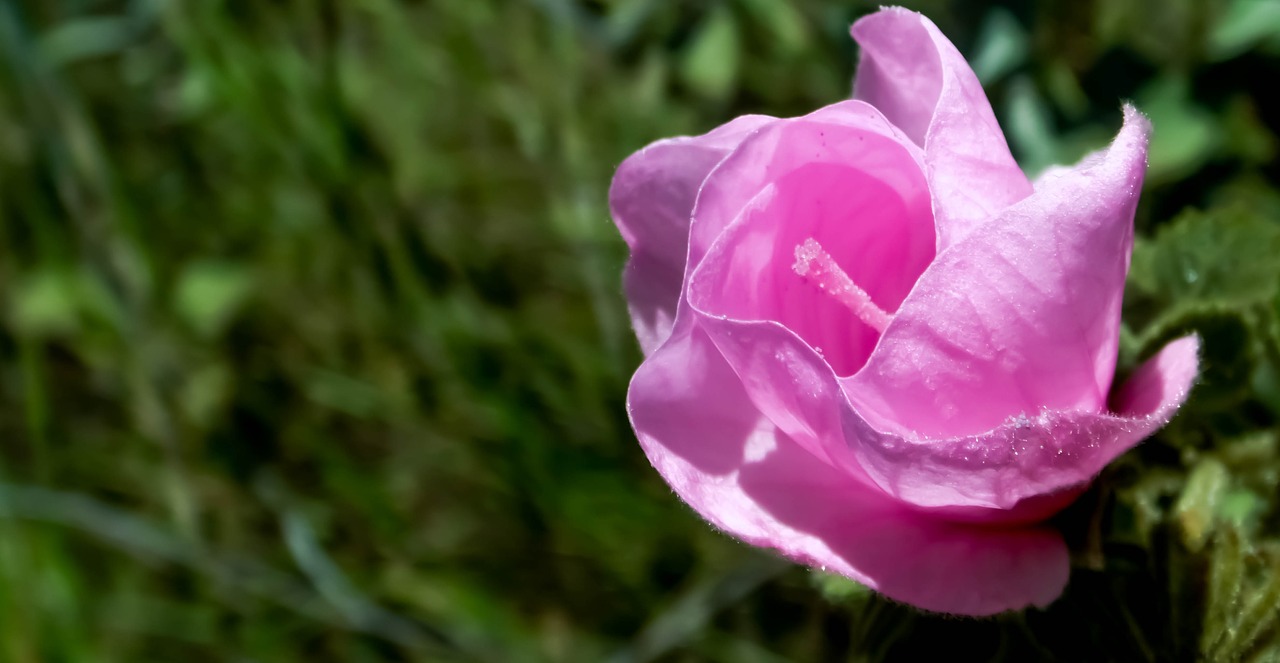 Image - malvacea flower cerrado