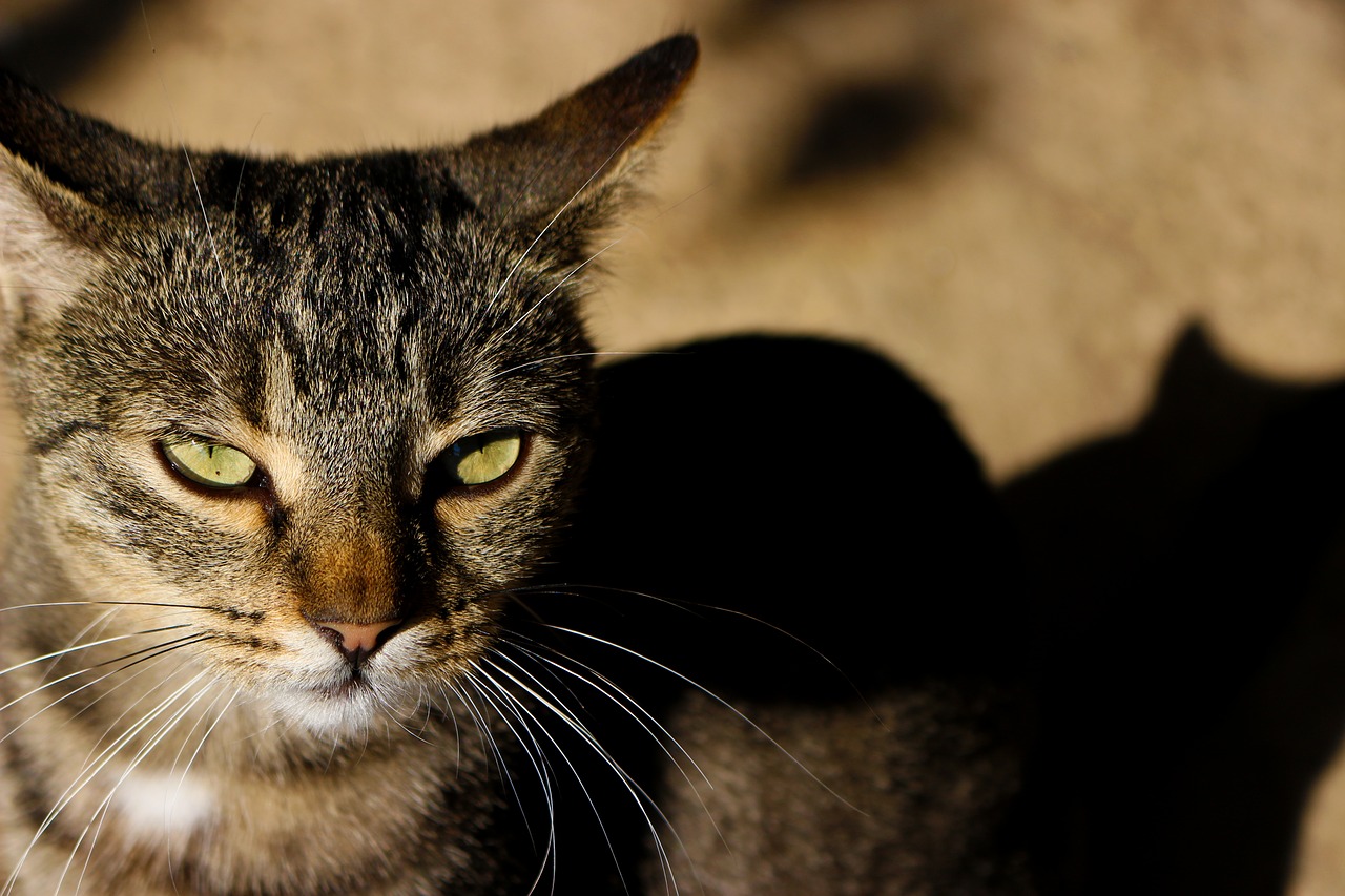 Image - cat about eye pet careful