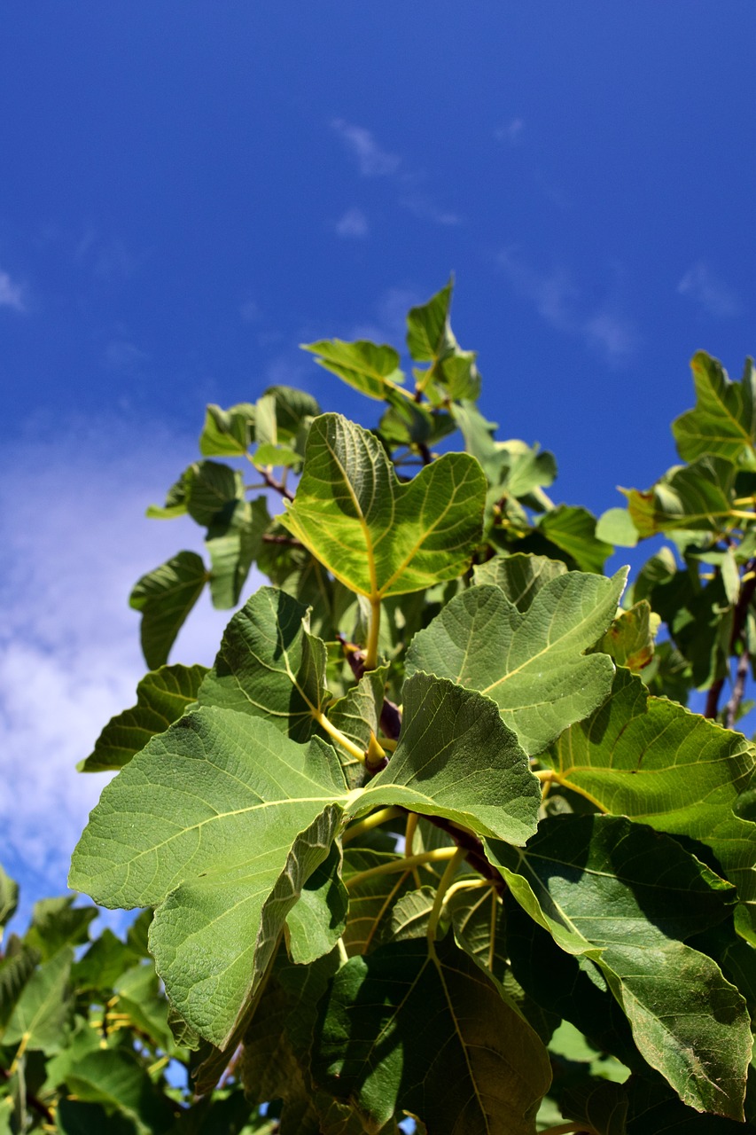 Image - fig tree fig leaves real coward