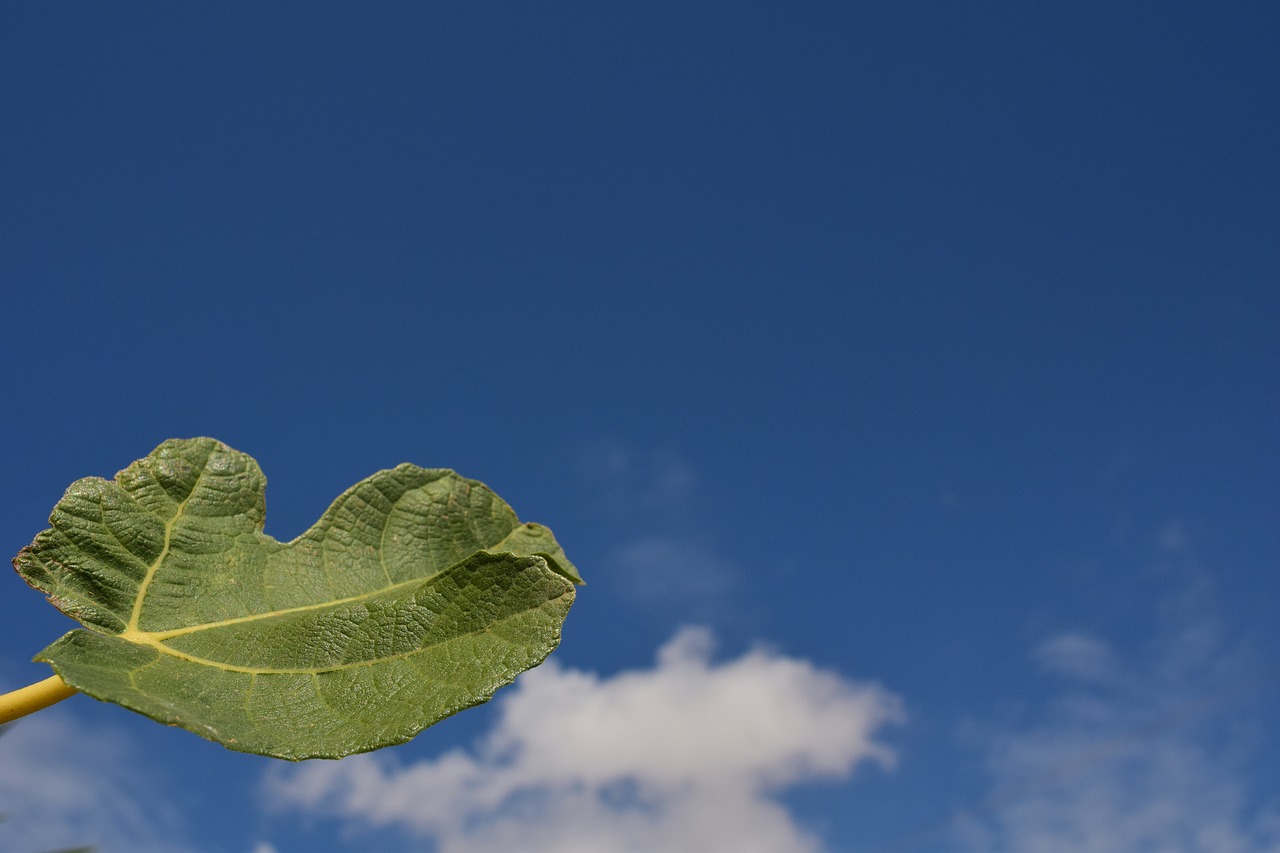 Image - fig leaf leaf close green nature