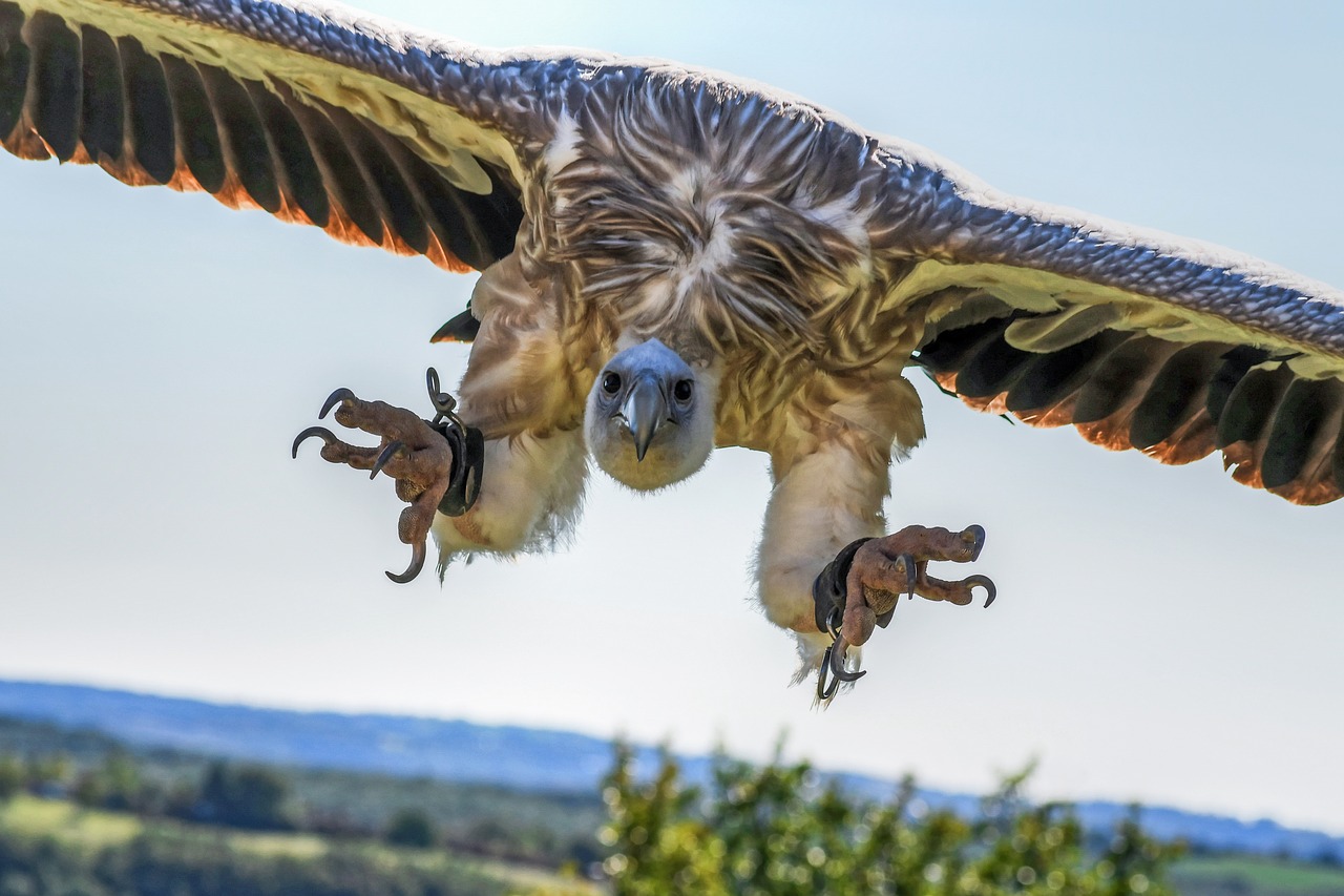 Image - vulture flight landing raptor sky