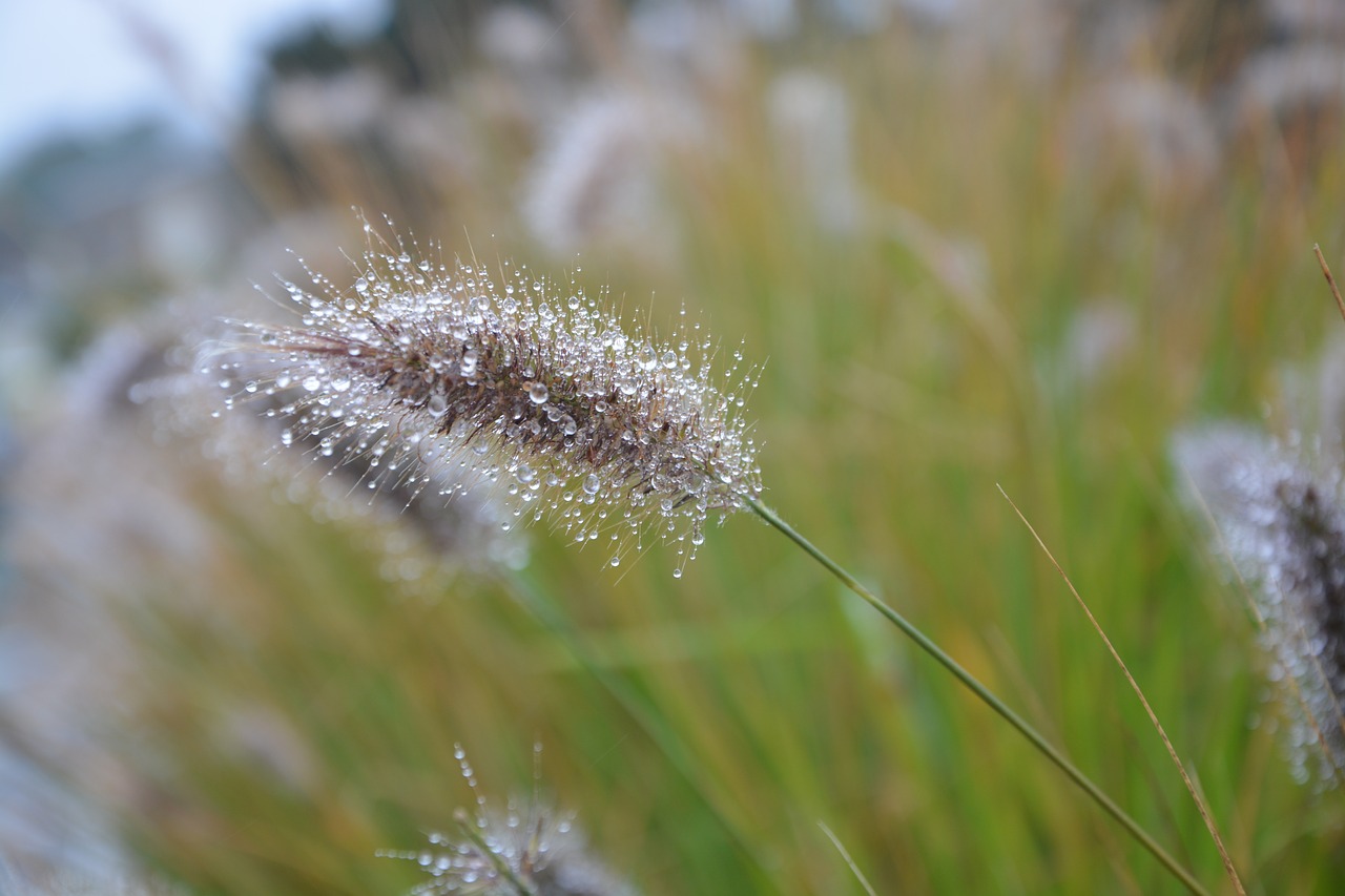 Image - plant au gratin nature massif