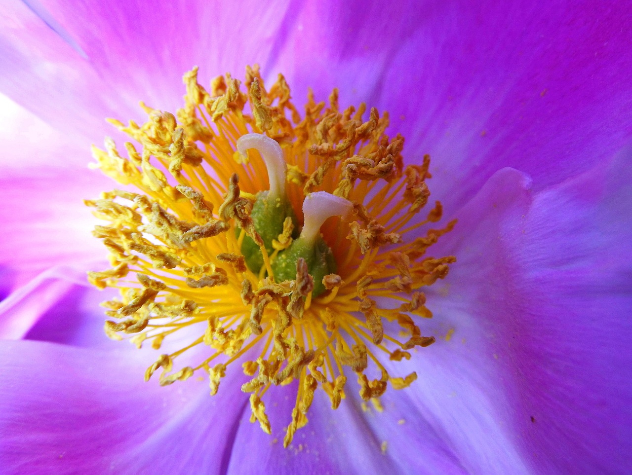 Image - flower middle of the flower stamens