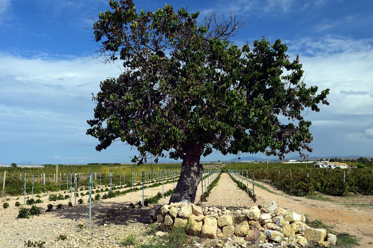 Image - tree mulberry tree old old tree