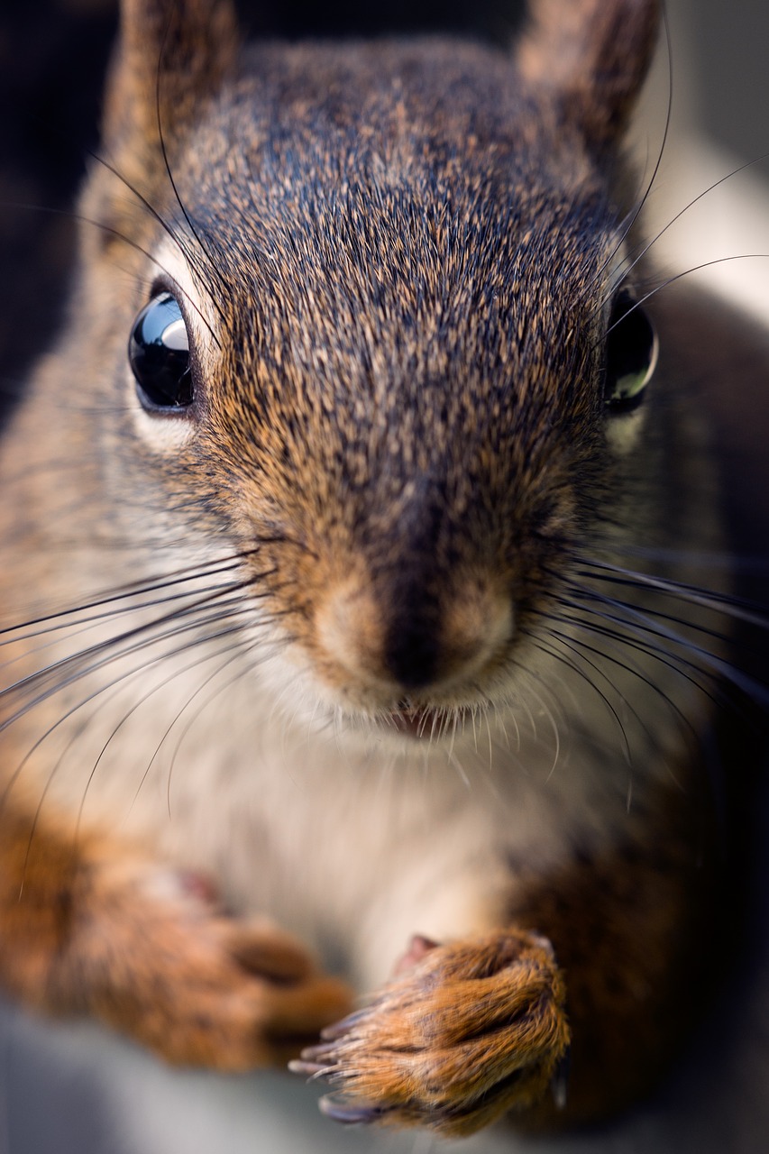 Image - squirrel macro nature animal eyes