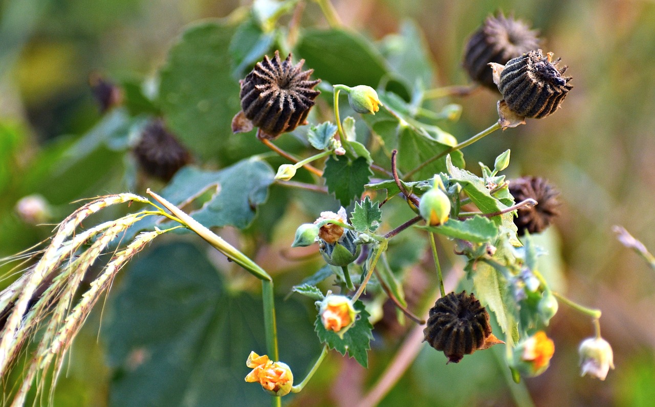 Image - wildflowers ragworts weed plants