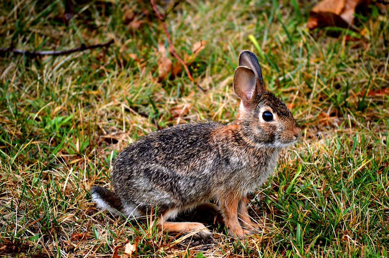 Image - rabbit nature animal biology wild