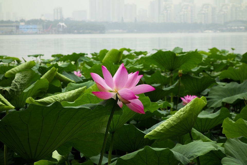 Image - lotus flowers plant