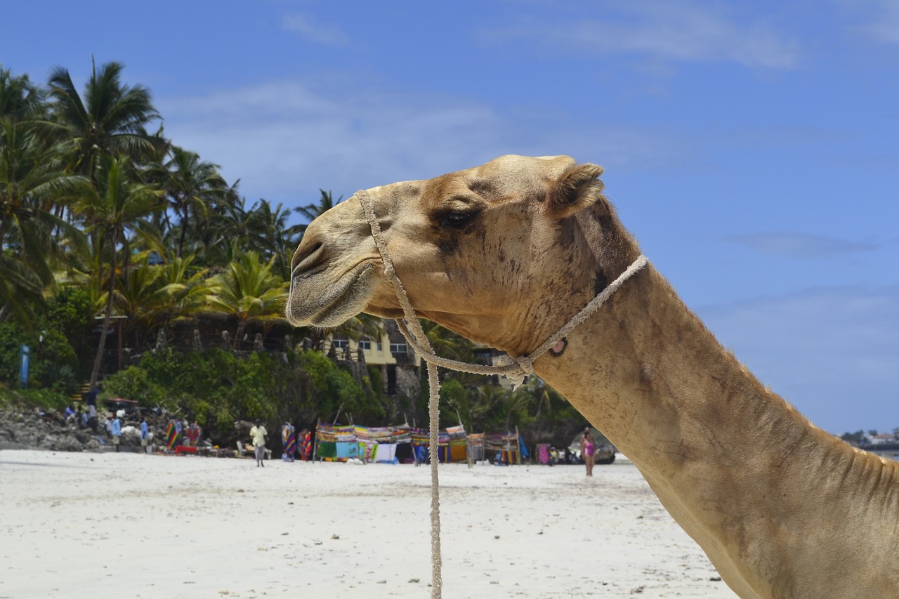 Image - beach mombasa east africa collin