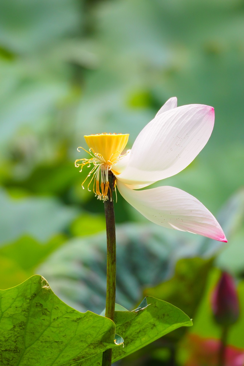 Image - taiwan taipei botanical garden
