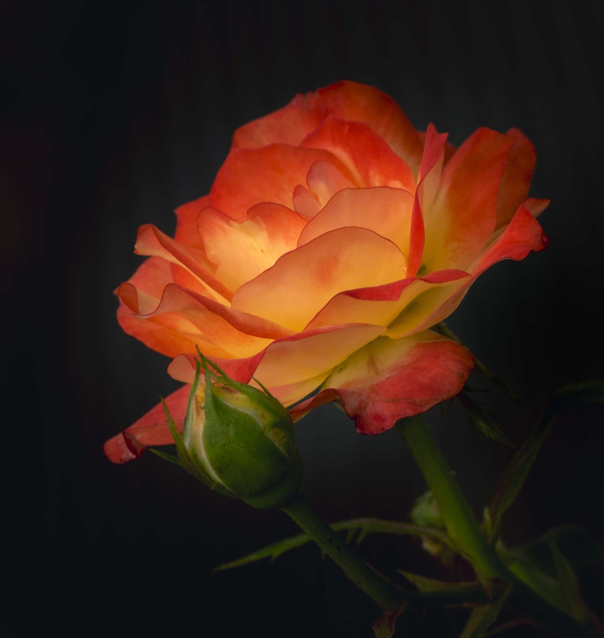 Image - rose petals red orange flame