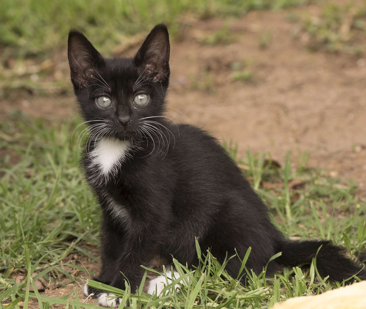 Image - kitten eyes cute black white