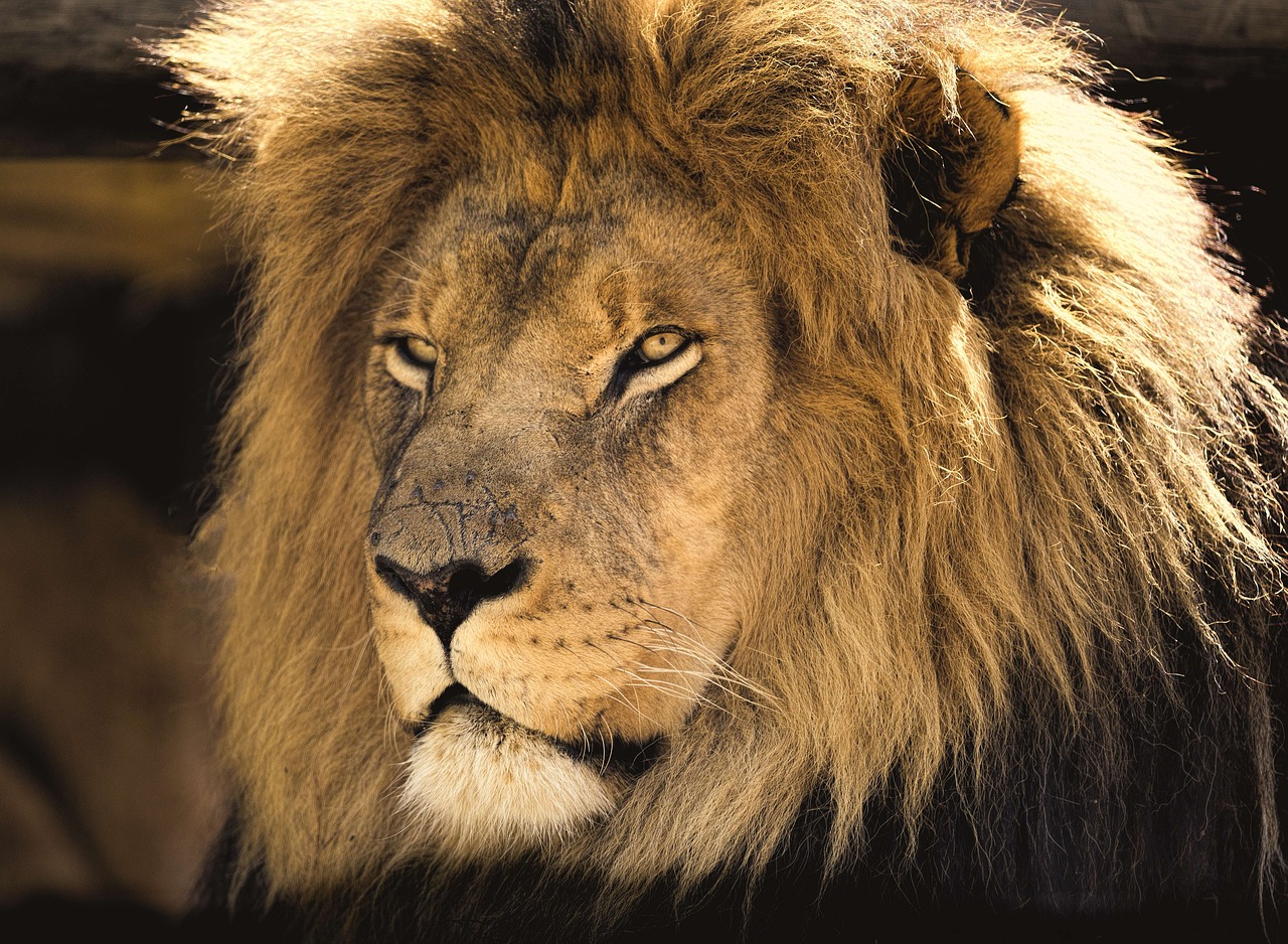 Image - lion male africa man close eyes