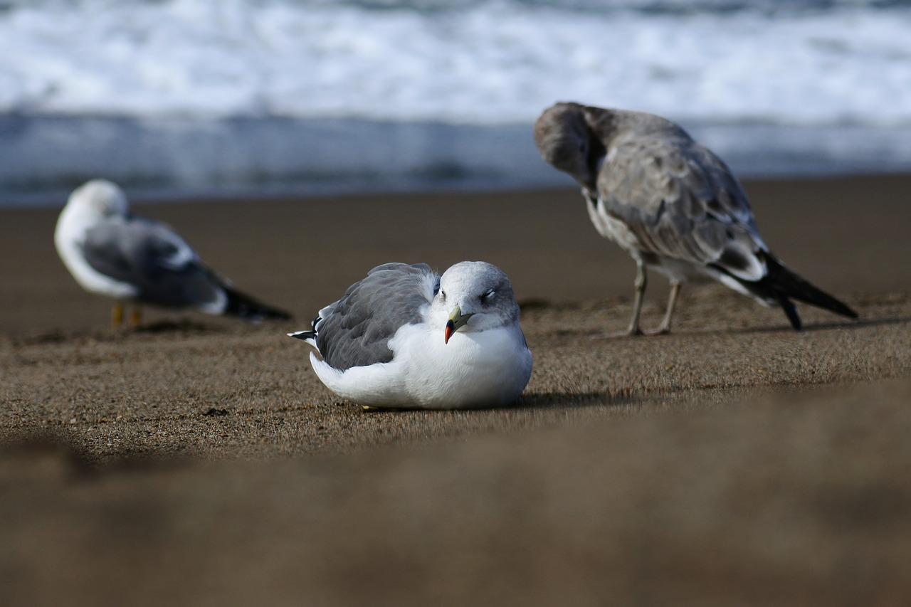 Image - animal sea beach wave seabird