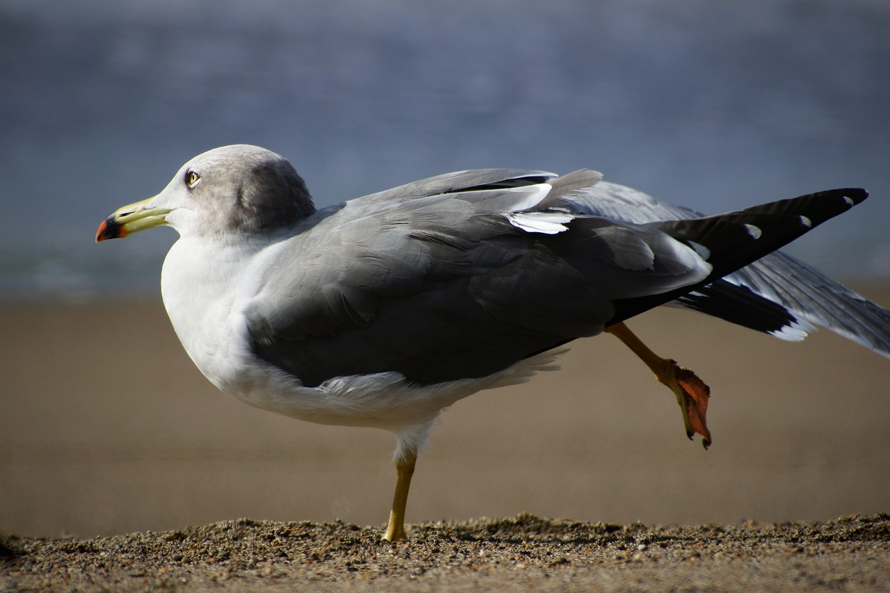 Image - animal sea beach wave seabird