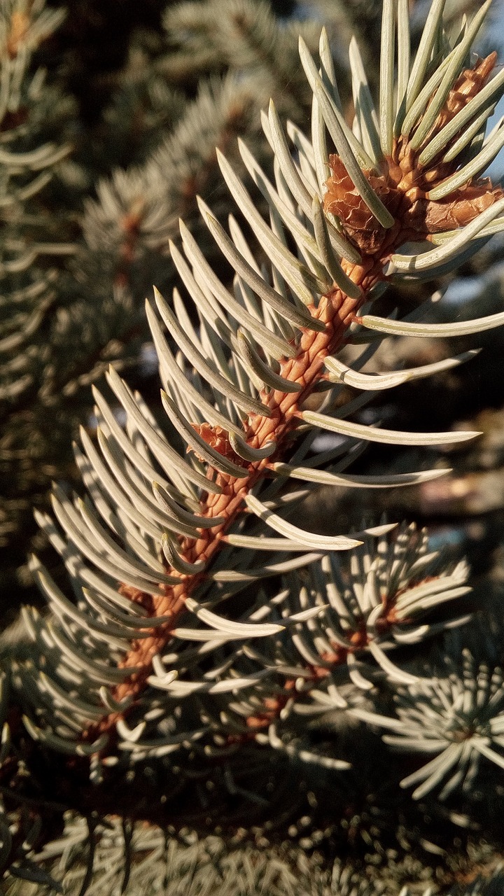 Image - nature sewing needles no one winter