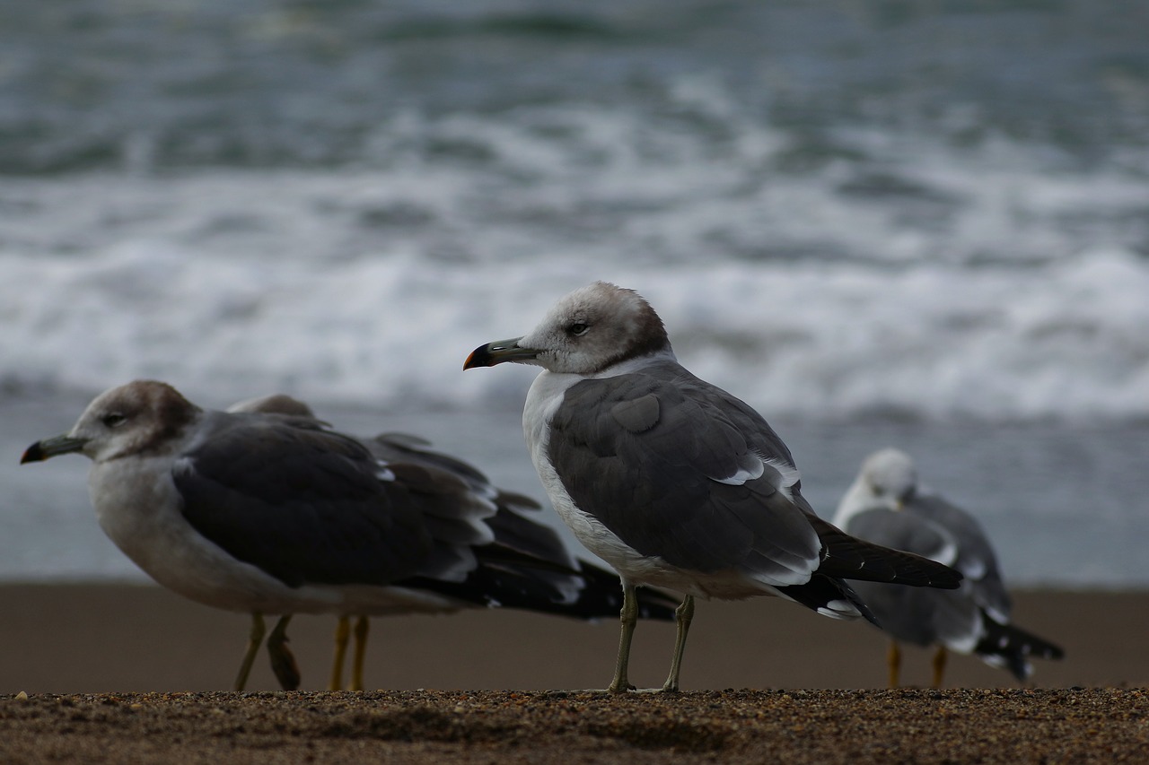 Image - animal sea beach wave seabird