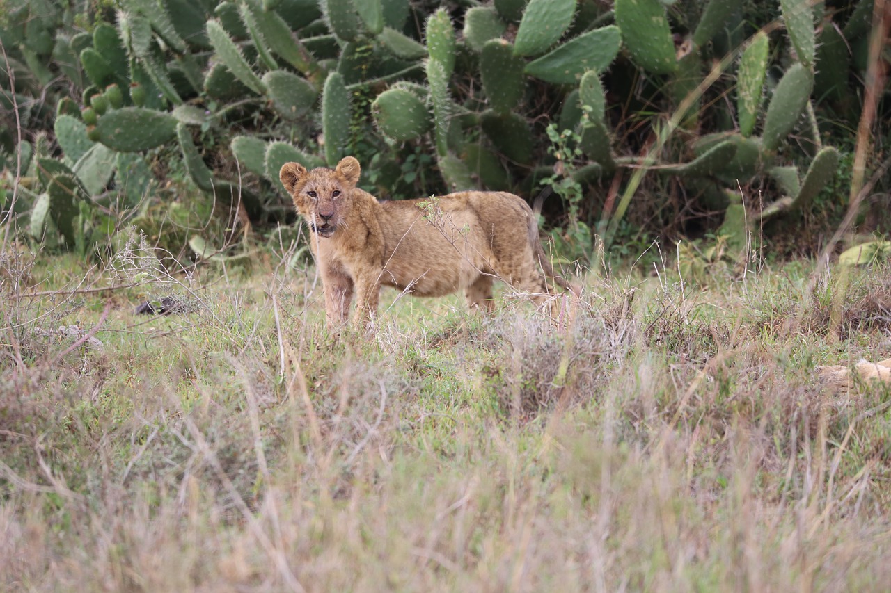 Image - lion wildlife safari africa kenya