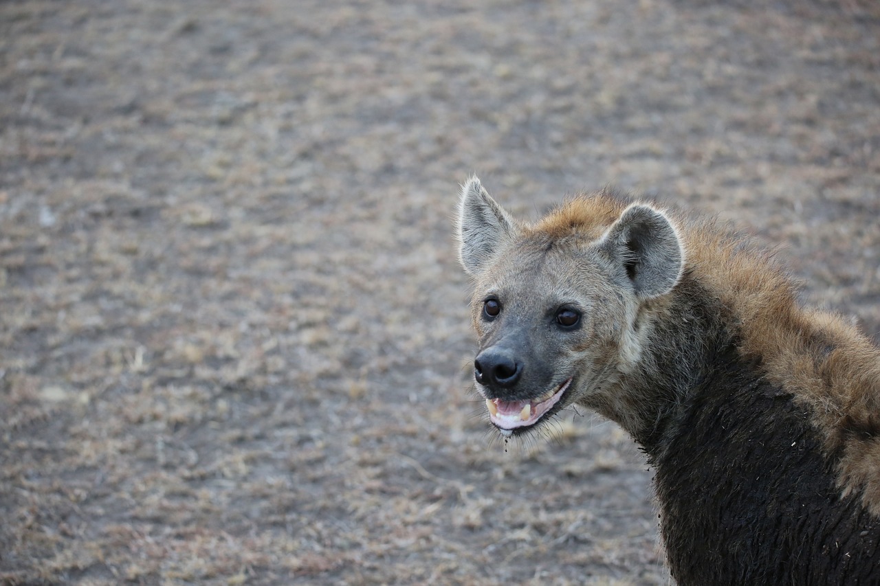 Image - hyena wildlife safari africa kenya
