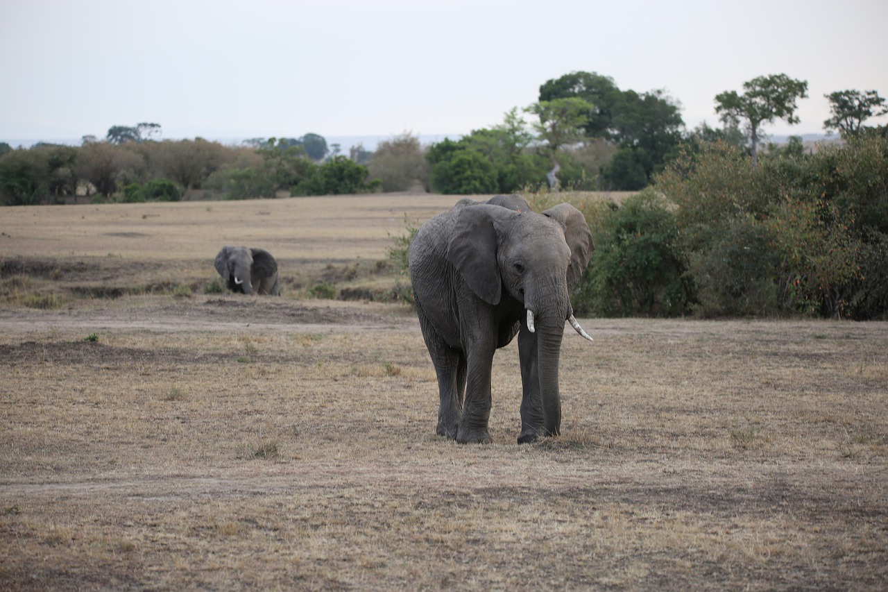 Image - elephant wildlife safari africa