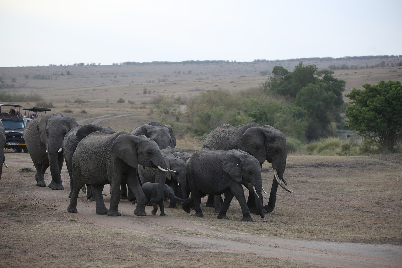 Image - elephant herd wildlife safari