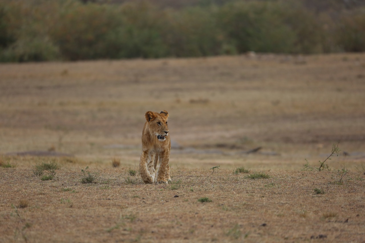 Image - lion simba wildlife safari africa