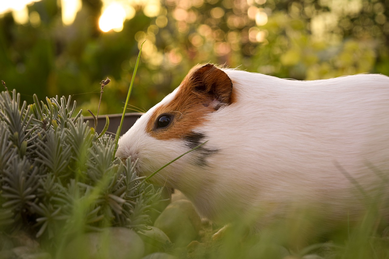 Image - sun summer guineapig design yellow