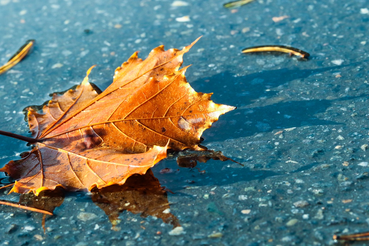 Image - leaf autumn puddle fall nature